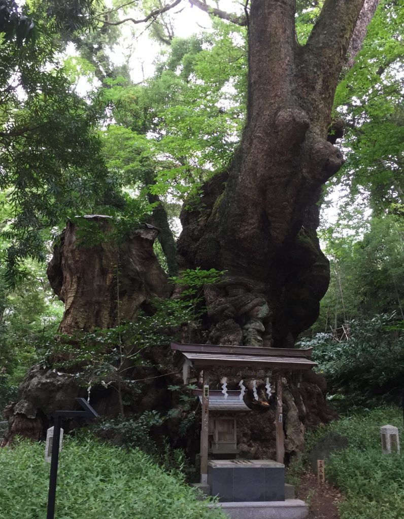 来宮神社